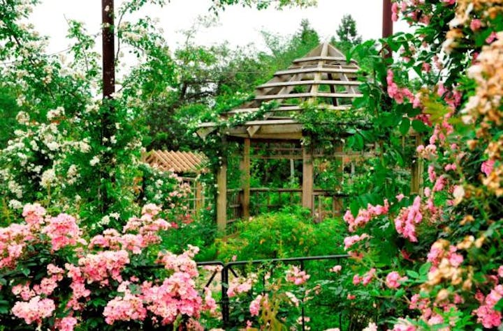 ローズフェスティバル