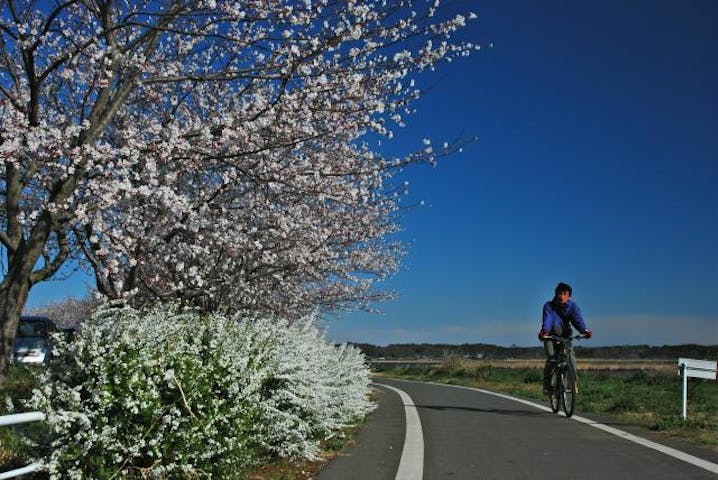 印旛沼サイクリングロード