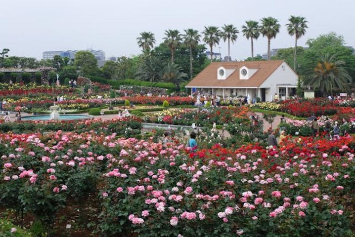 習志野市谷津バラ園