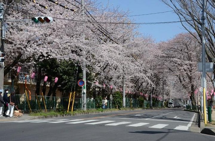 【2020年中止】第24回ハミングさくらまつり