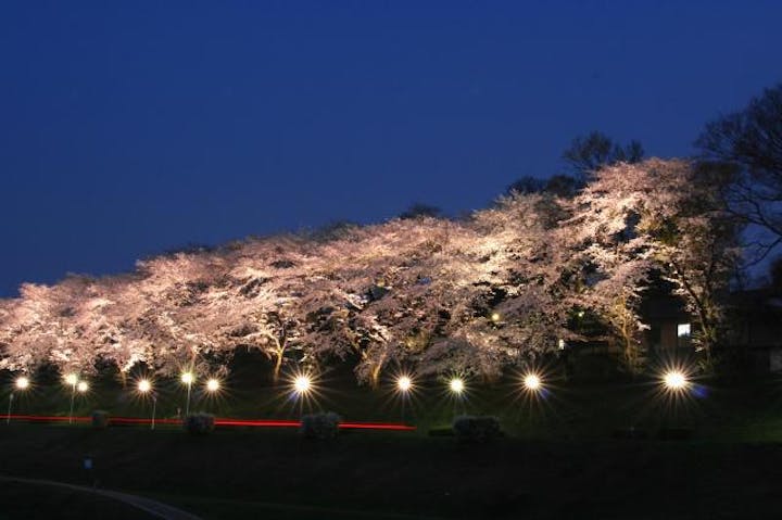 利根運河いい！桜まつり