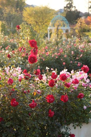 京成バラ園　オータムローズガーデンパーティー2021