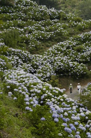 清澄・麻綿原ハイキングコース