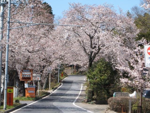 鹿野山福岡の桜並木
