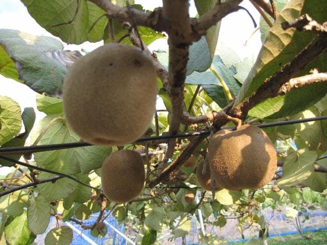 旅名観光農園フルーツ村