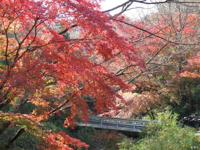 【2020年中止】志駒もみじロードふれあいウォーク