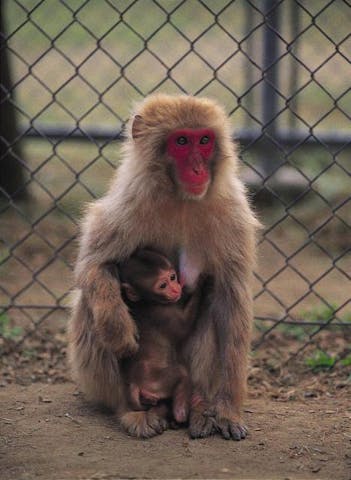 高宕山自然動物園
