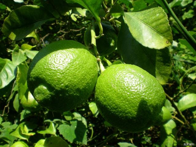 千倉オレンジセンター　オレンジ村キャンプ場