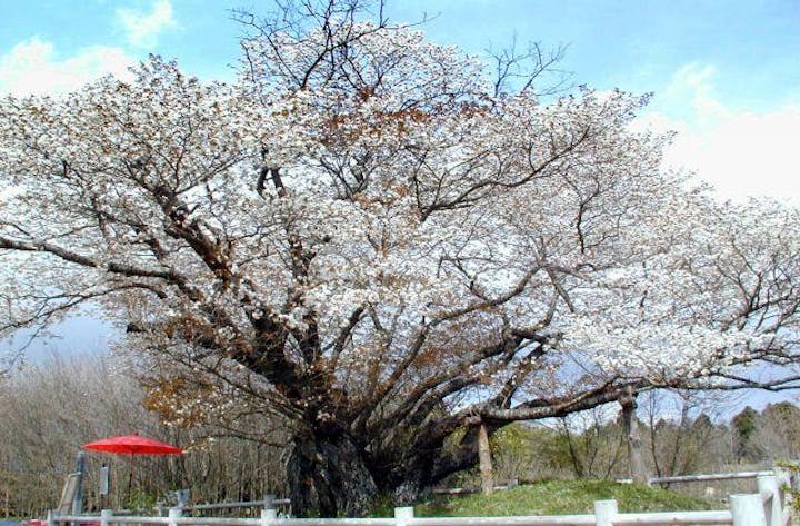 黄門桜