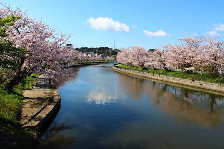 【2021年中止】佐原のさくら祭り