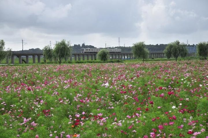 第17回与田浦コスモスまつり