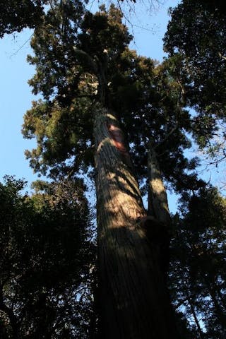賀茂神社の大杉