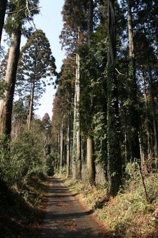 山武杉並木