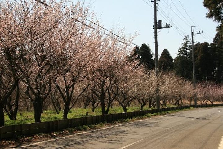 梅の木（東沖渡地区）