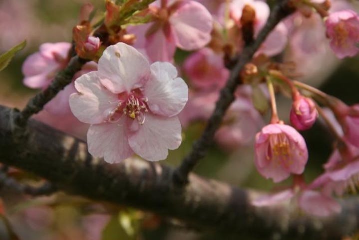 河津桜（小松交差点付近の木戸川ぞい）
