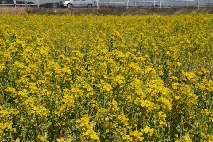 菜の花畑（宇津木苺園のわき）