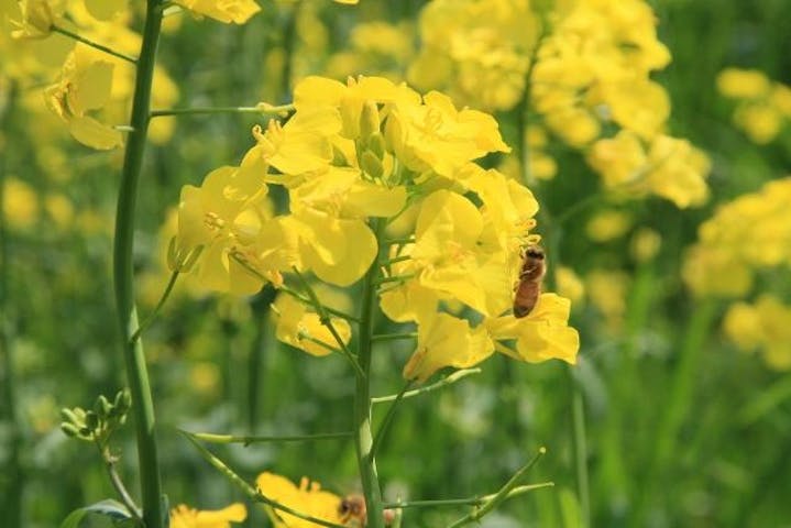 菜の花（道の駅　オライはすぬま　後方）
