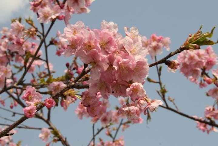 河津桜（蓮沼海浜の森水路沿いの遊歩道）
