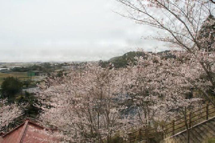桜（浅間神社）