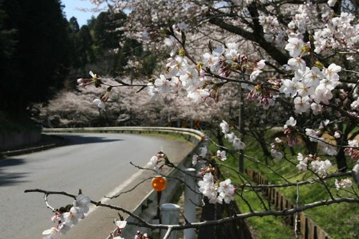 桜道（中津田公民館）