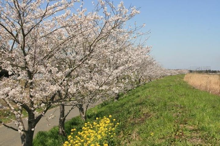 桜並木（栄橋周辺）