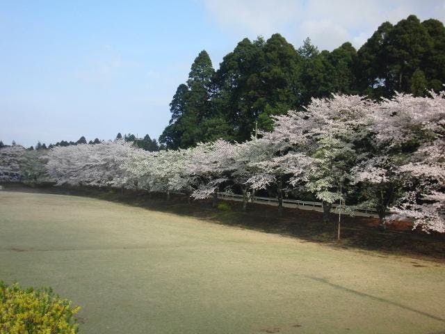 桜並木（日向の森野球場前方）