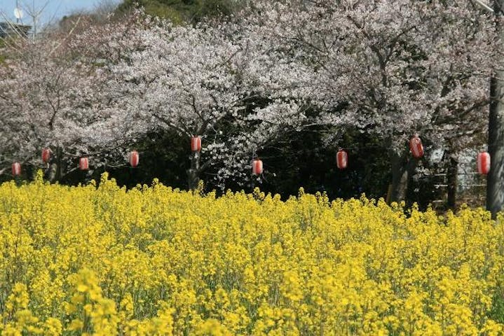 桜並木（白幡地区水路沿い）