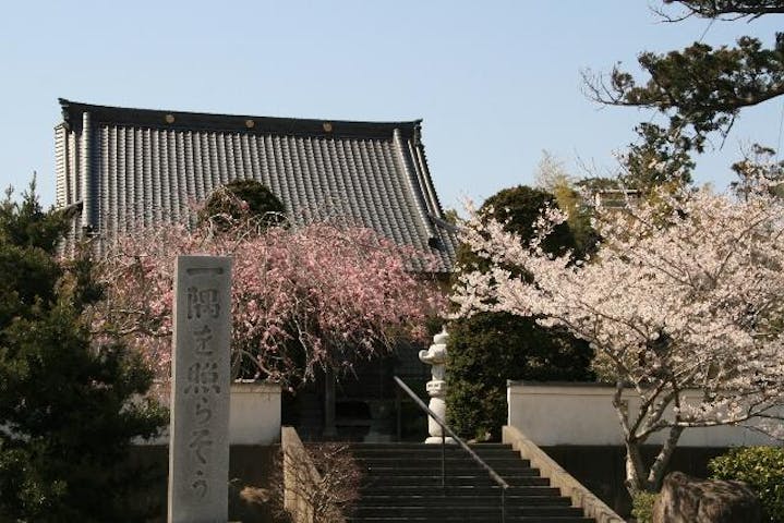 真光寺の桜