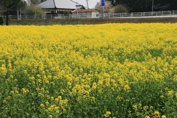 菜の花畑 さんぶの森公園駐車場わき アソビュー