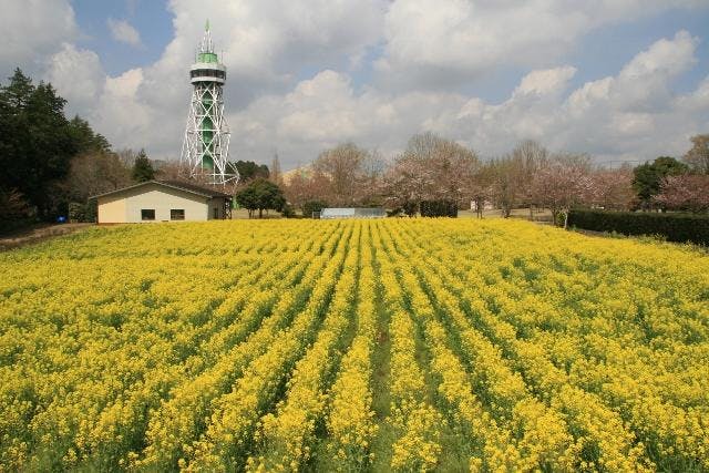 千葉 菜の花 の遊び 体験 アソビュー