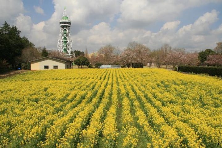 菜の花畑 さんぶの森公園駐車場わき アソビュー