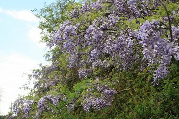 藤の花（山武成東IC付近の山斜面）