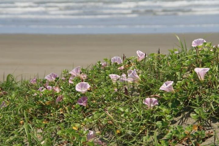 浜昼顔（小松海水浴場付近）