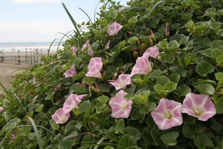 浜昼顔（本須賀海水浴場付近）