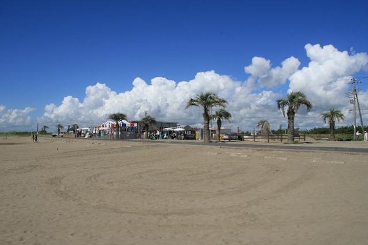 ヤシの木（本須賀海水浴場）