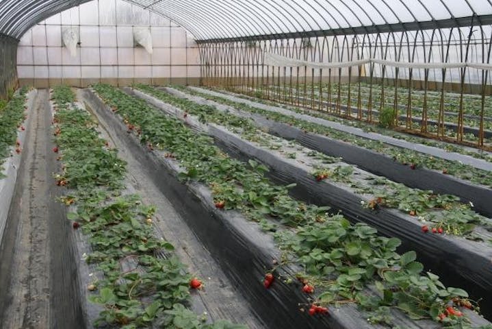 中村苺園（休園中）