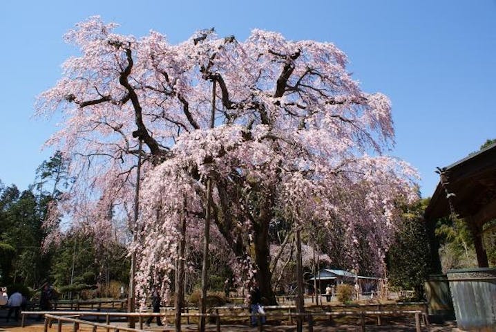 長光寺の枝垂桜