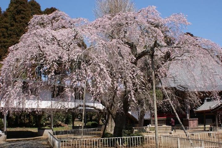 妙宣寺の枝垂桜