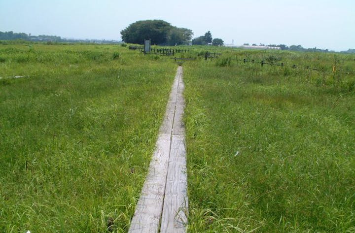 成東・東金食虫植物群落地