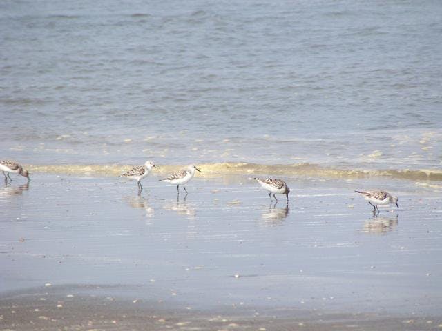 九十九里浜白子海岸コアジサシ