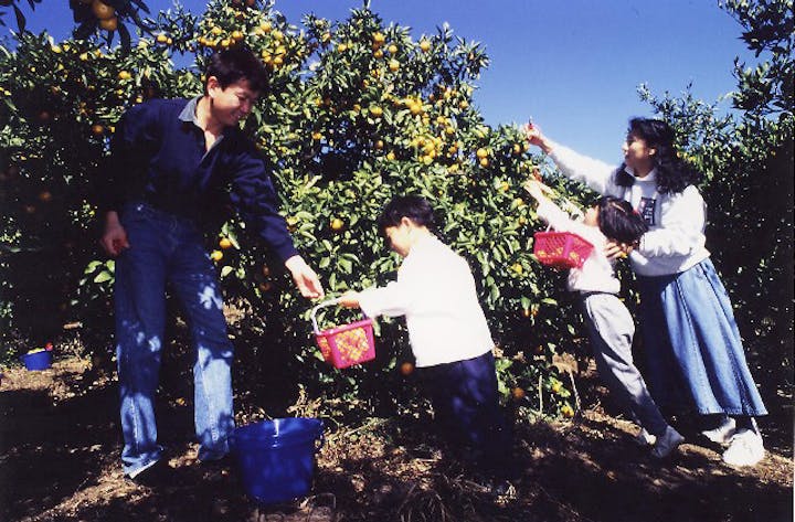 三芳村みかん狩り組合