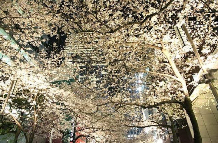 【2021年度開催中止】日八会さくら祭り