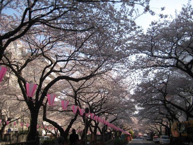 【2021年開催中止】文京さくらまつり