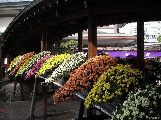 【2021年規模縮小】湯島天神菊まつり