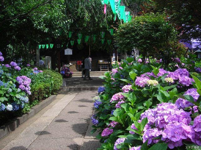 文京あじさいまつり