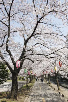 仙台堀川公園の桜並木 アソビュー