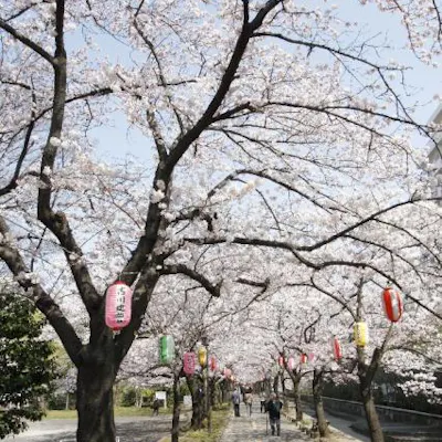 仙台堀川公園の桜並木 アソビュー 仙台堀川公園の桜並木 アソビュー