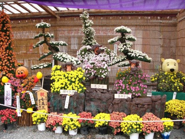 亀戸天神菊まつり