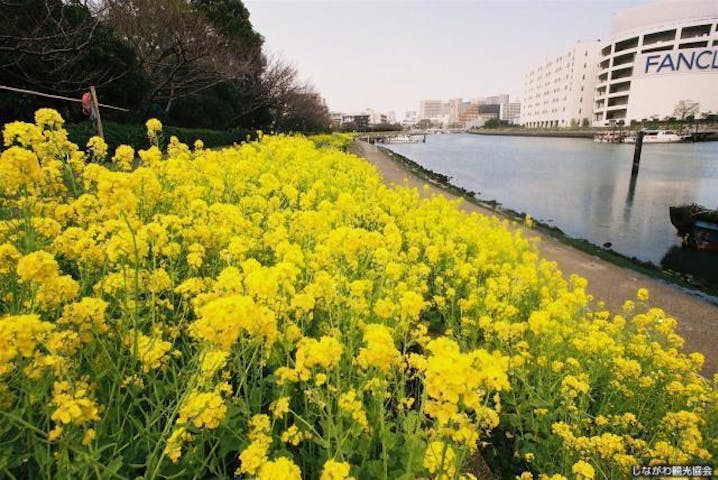 しながわ花海道