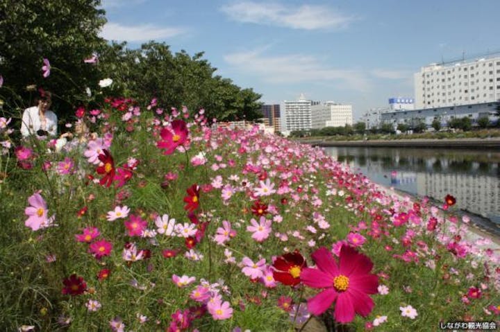 しながわ花海道 アソビュー